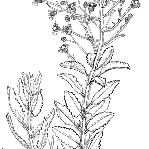 Telegraph Weed