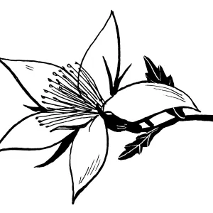 Blazing Star