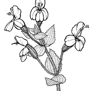 Scarlet Monkey Flower