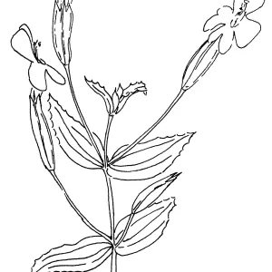 Scarlet Monkey Flower