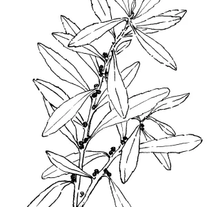 California Wax Myrtle