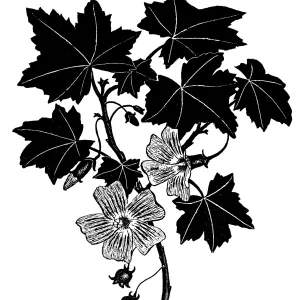 Tree Mallow, Malva Rosa