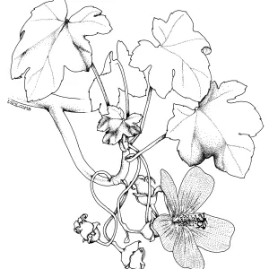 Tree Mallow, Malva Rosa