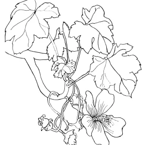 Tree Mallow, Malva Rosa