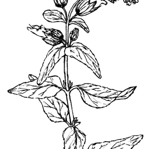 Pitcher Sage