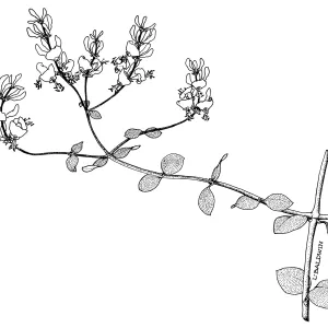 Southern Honeysuckle