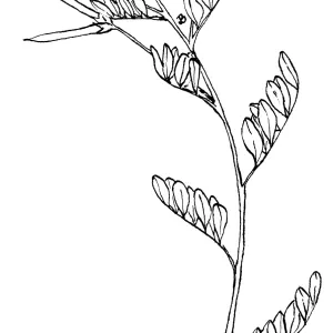 Large-flowered Lotus