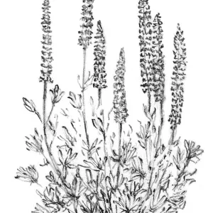 Canyon Sunset Lupine