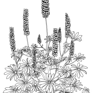 Canyon Sunset Lupine