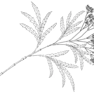 Santa Cruz Island Ironwood