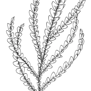 Santa Cruz Island Ironwood