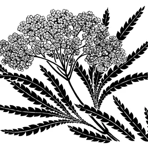 Santa Cruz Island Ironwood