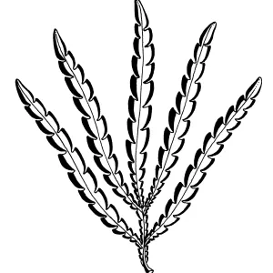 Santa Cruz Island Ironwood