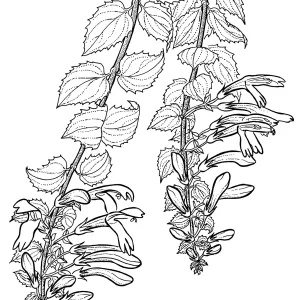 Climbing Penstemon,Honeysuckle Penstemon