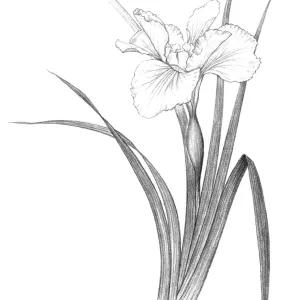 Iris