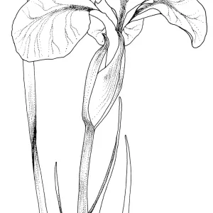 Canyon Snow Iris