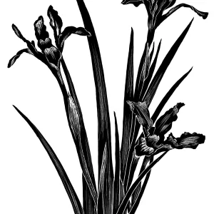 Douglas Iris