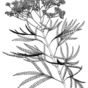 Santa Cruz Island Ironwood