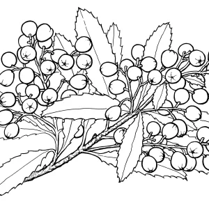Toyon