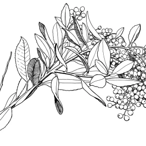 Toyon