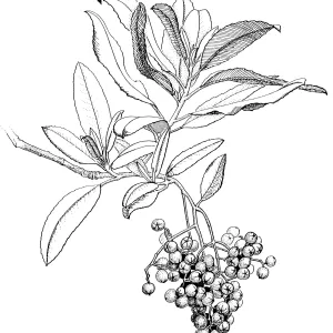 Toyon