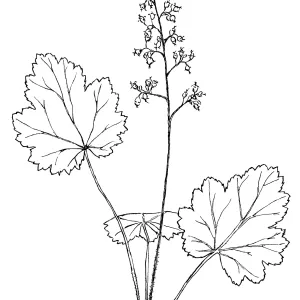 Alum root