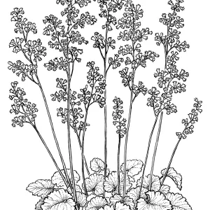 Canyon Pink Alum root