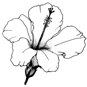 Hibiscus
