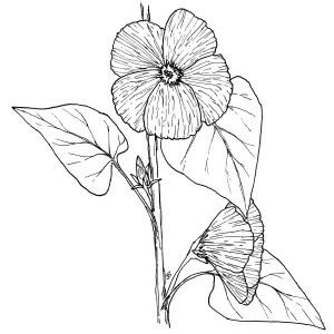 California Hibiscus