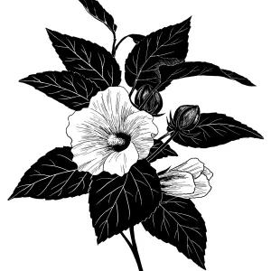 California Hibiscus