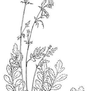 Lindley Cinquefoil