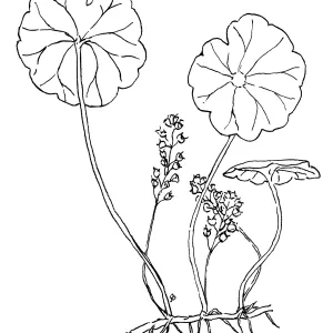 Marsh Pennywort