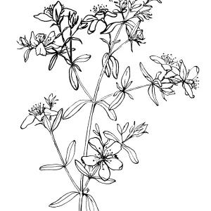 St. Johns Wort