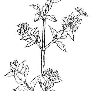 Desert Lavender