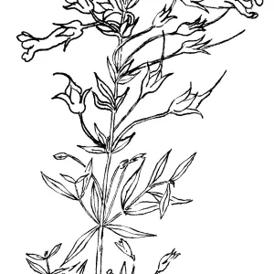 Island Snapdragon