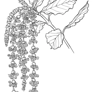 Silk Tassel Bush
