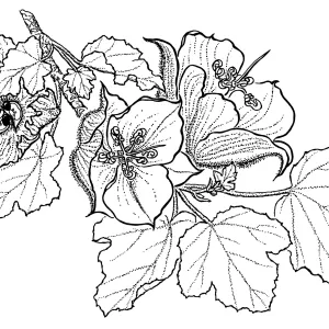 Fremontia, Flannel Bush