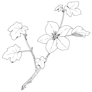 Fremontia, Flannel Bush, California Glory