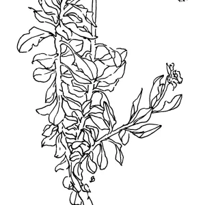Buckwheat