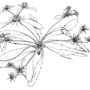 Eryngium