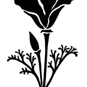 California Poppy