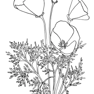 California Poppy