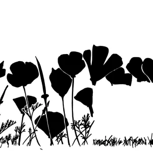 California Poppy