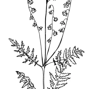 Spotted Hideseed