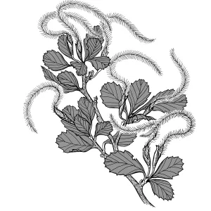 Mountain Mahogany