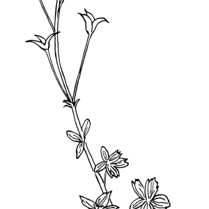 Delphinium nudicauleRed Larkspur