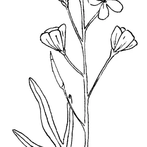 California Toothwort, Milkmaids