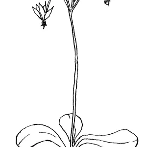 Wild Cyclamen, Clevelands Shooting Star