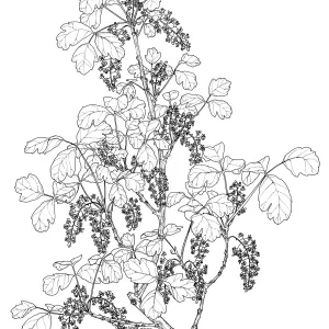 Poison Oak