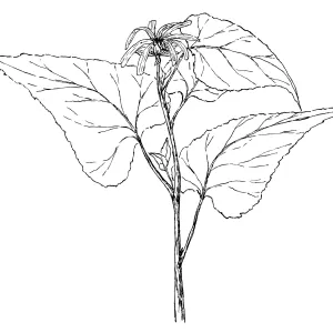 Canyon Sunflower